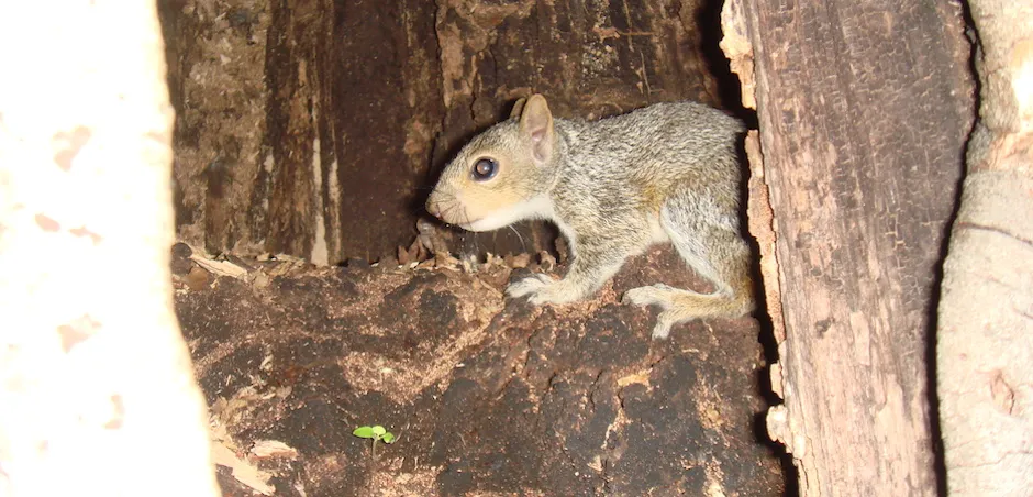 work photo from capecodwildliferemoval.com