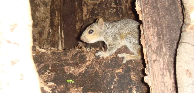 work photo from capecodwildliferemoval.com
