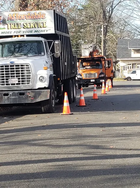 Affordable Tree Care, Inc work photo