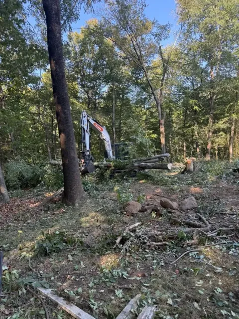 Excavator clearing a forested area, felling trees. Sunny day with green foliage.