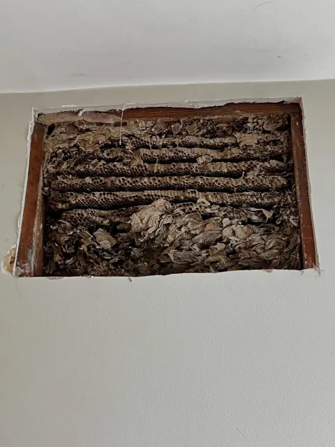 Opened the wall&hellip; and found THIS 😳🐝

What looked like a simple repair turned into a full hidden beehive removal. This is why proper inspections matter, you never know what&rsquo;s behind your walls.

We handled it safely, cleanly, and got the