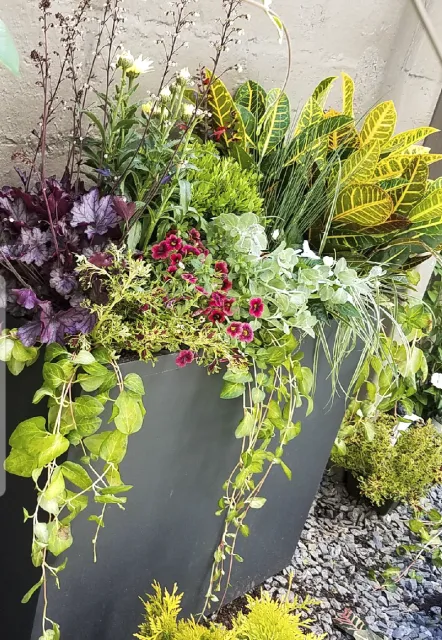 A large rectangular gray planter filled with various colorful flowering and leafy plants, set against a gray concrete wall.