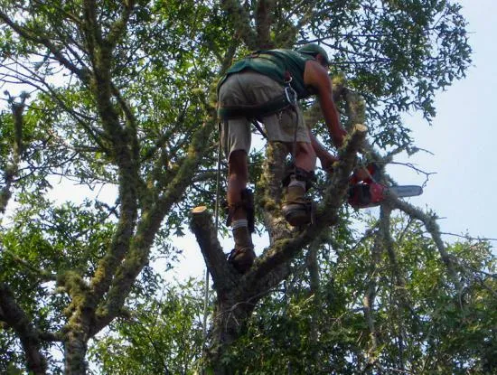 work photo from capecodtreeservices.com