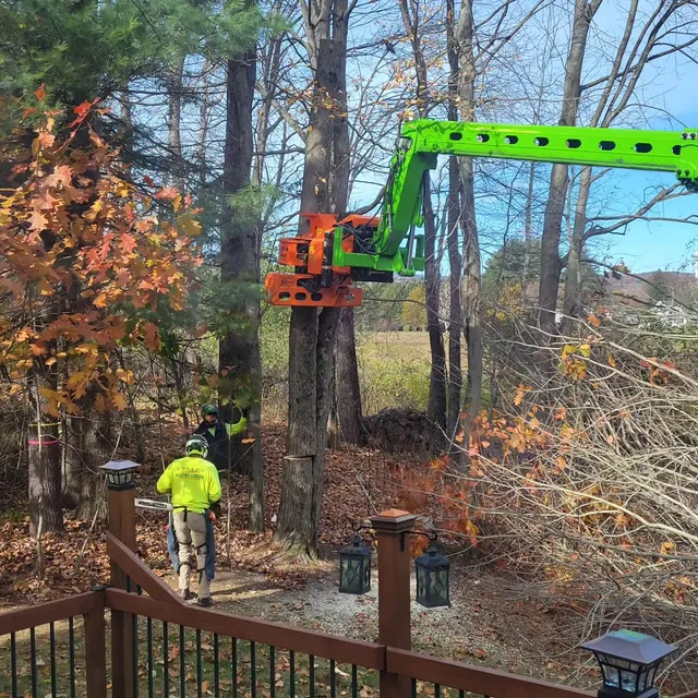 Kelley Brothers Tree Service work photo