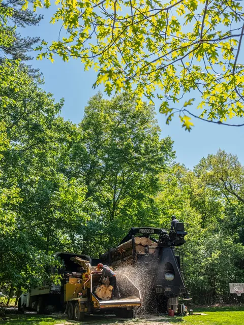 Mature New England trees with sunlight through the canopy