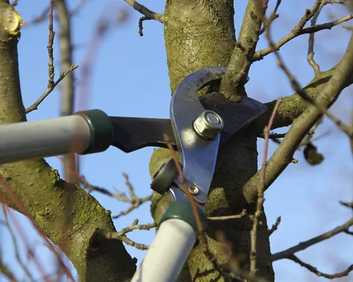 work photo from morrisontreeservicechatham.com