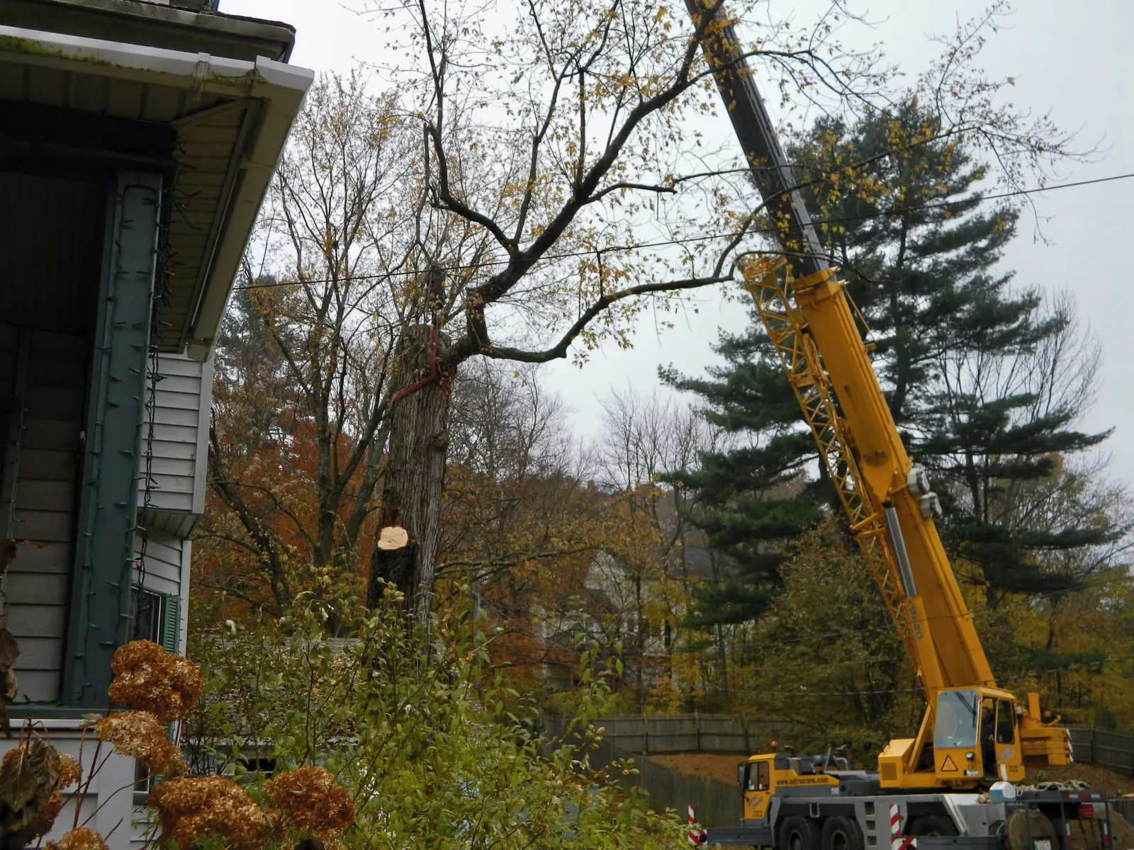 Tico Tree Service researched project photo