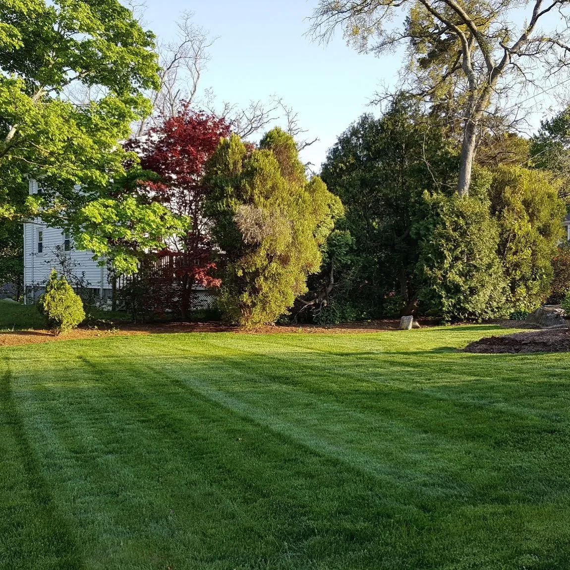 Striped lawn under mature trees