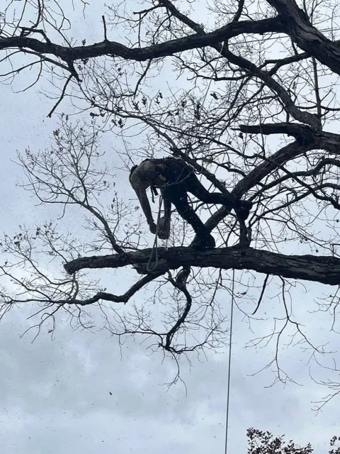 work photo from gotreeservices.com