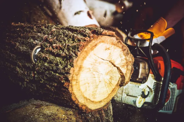 Close-up of a log of wood with visible rings and bark, with a chainsaw nearby and a person wearing gloves operating it.