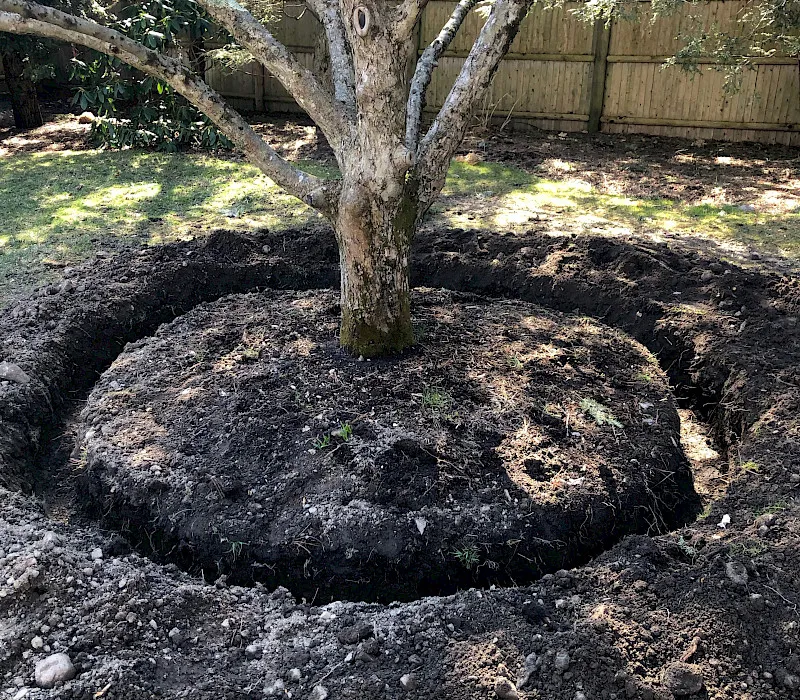 Crabapple Transplant