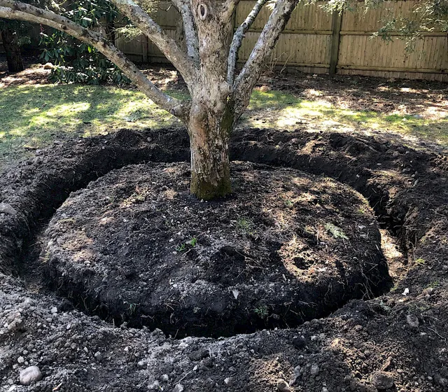 Crabapple Transplant