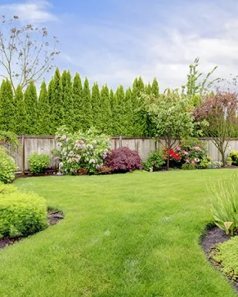 tree-shrub-control