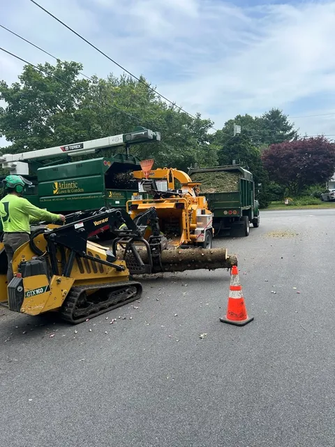 Atlantic Tree Experts work photo