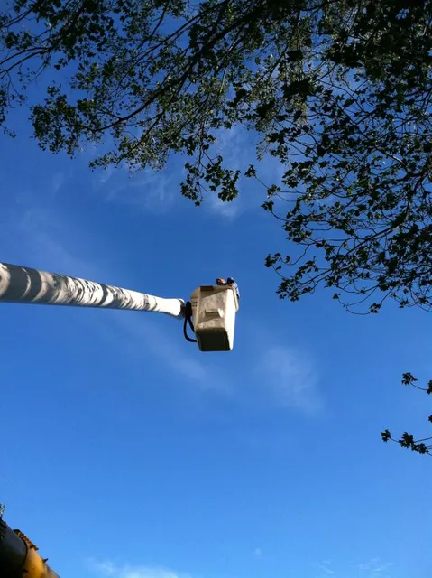 work photo from rttreeremoval.com