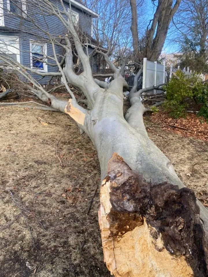 Fallen tree after storm damage, Maple Leaf Tree Service emergency cleanup in Hampstead, NH