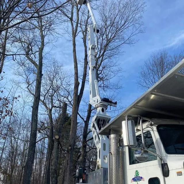United Tree Service LLC work photo
