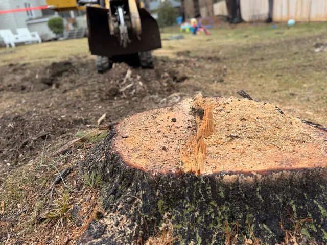 Maine Stump Grinding, LLC work photo