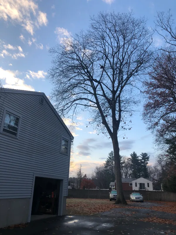 work photo from sendittreeservice.com