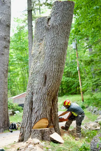 work photo from gardnertreeme.com