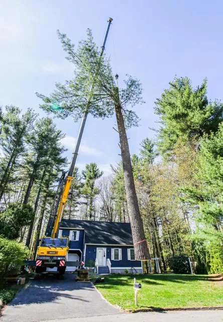 tree removal - tree pruning - crane services - lot clearing - stump grinding - timber pros  - Central MA