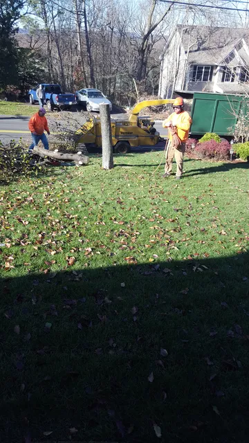 Holcomb Tree Inc. work photo