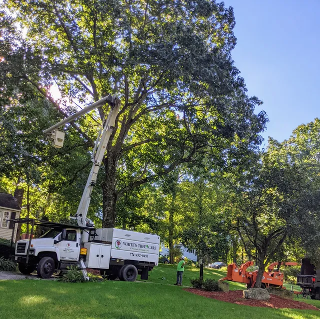 White's Tree Care LLC work photo