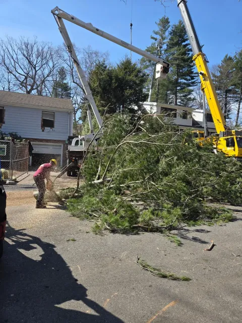 Tree removal crew lifting a large fallen tree branch with a crane in a residential driveway