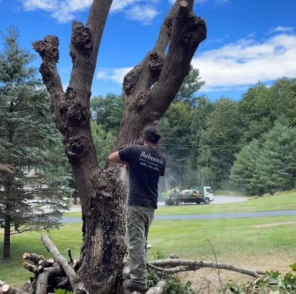 Tree Work