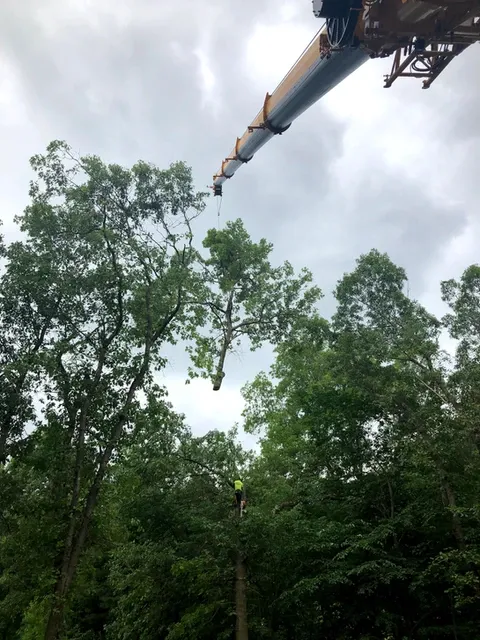 work photo from m-mtrees.com