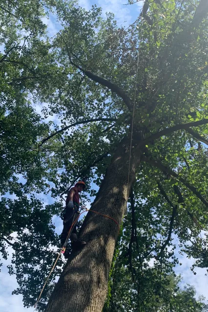 Castillo Tree Service & Lawn Care Llc work photo