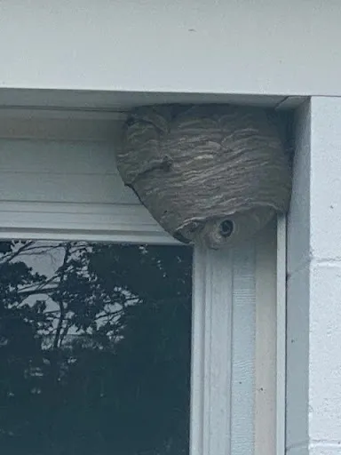 Neal Pest Control, Inc. work photo
