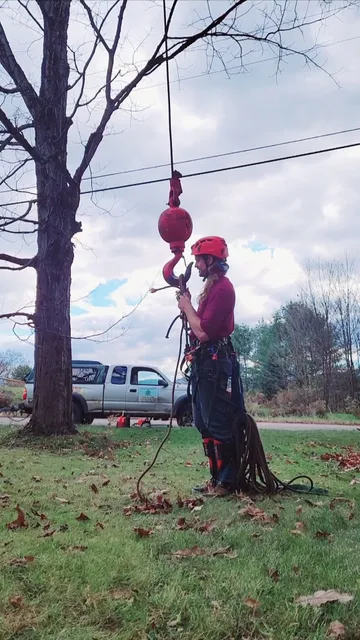 Treehuggers Tree Care work photo
