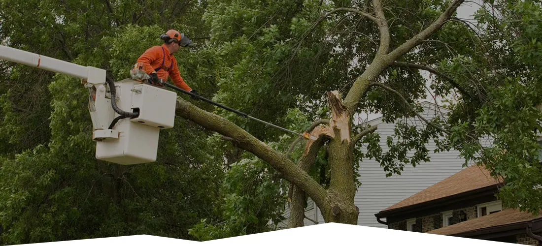 Land Cleaners Tree Removal