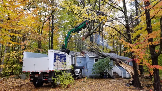 J & C Tree Service LLC work photo