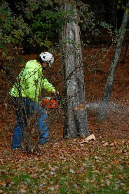 A person wearing a helmet and neon green jacket using a chainsaw to cut a tree in a forest setting.