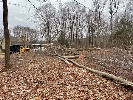 image of freshly cut trees on a land clearing site with tree service equipment in background