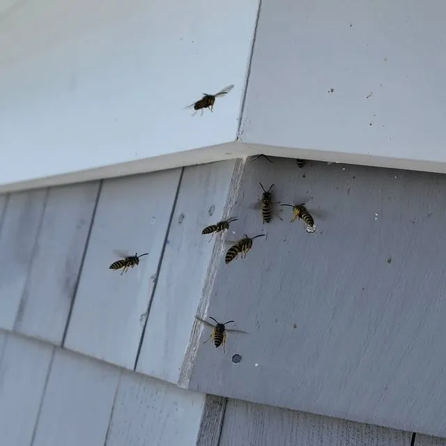 All Cape Pest Control work photo