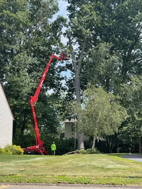Apollo Contracting Tree Service LLC work photo