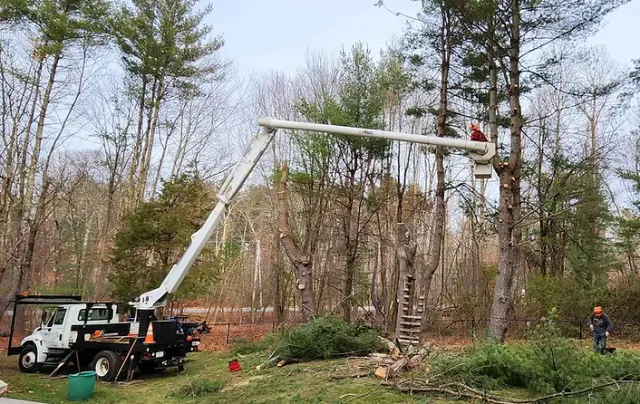 Full Circle Tree Care work photo