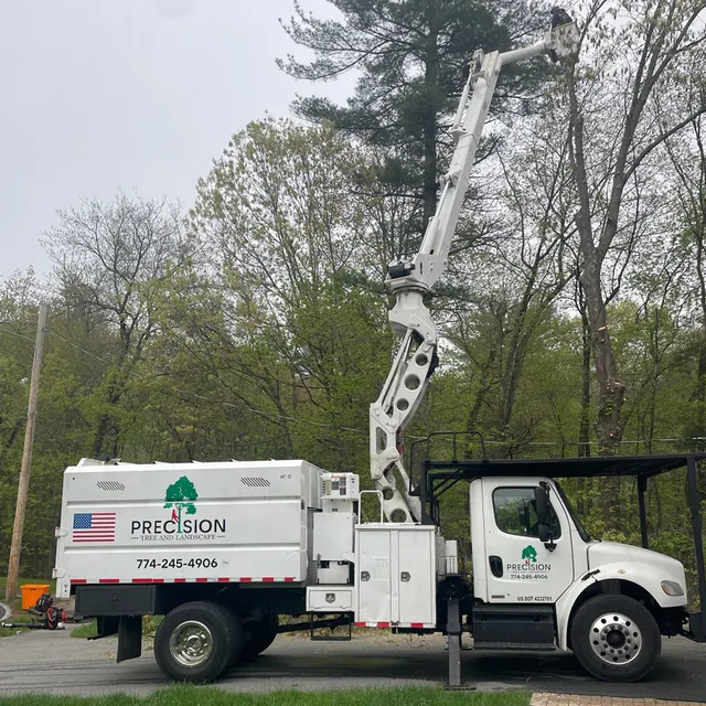 Tree trimming service in Hudson, MA, with branches being professionally cut