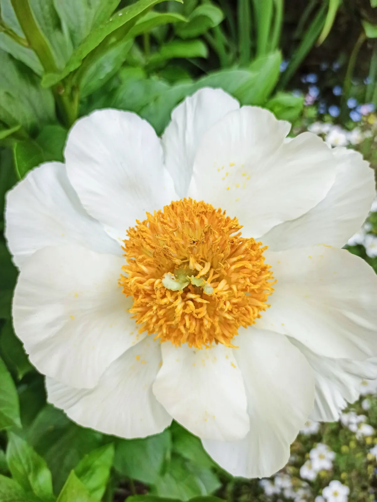 White Peony flower with yellow center, surrounded by green leaves