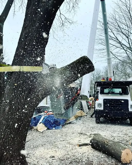 All Tree work photo