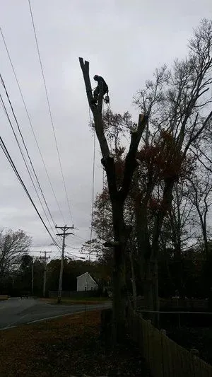 A tree worker cuts branches from a tall tree beside a road on a cloudy day.