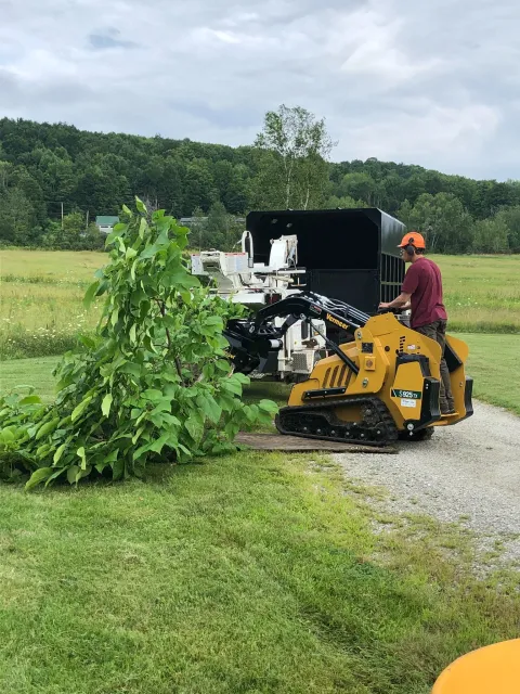 Green Giant Arborists LLC work photo