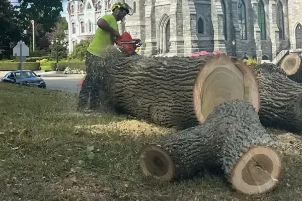 Berrys Tree Service LLC work photo