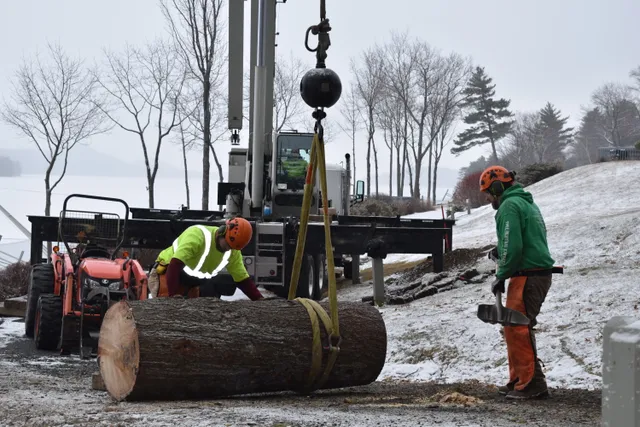 ArborTech "Tree Removal Experts" work photo