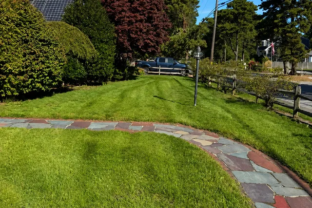 Thick green lawn after overseeding