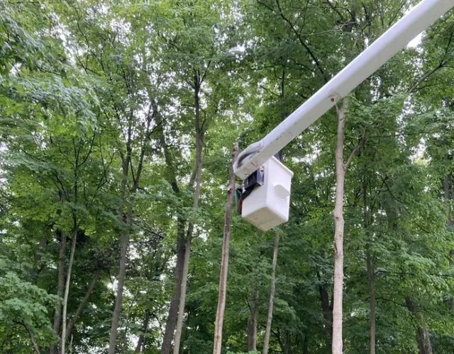 tree service