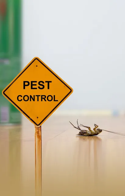 Pest Control Services in Connecticut
